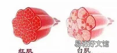 为什么有些健身撸铁的人长肌肉了就自认为就是运动能力提高了?