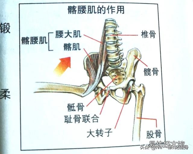 女生怎么样练马甲线或者腹肌?