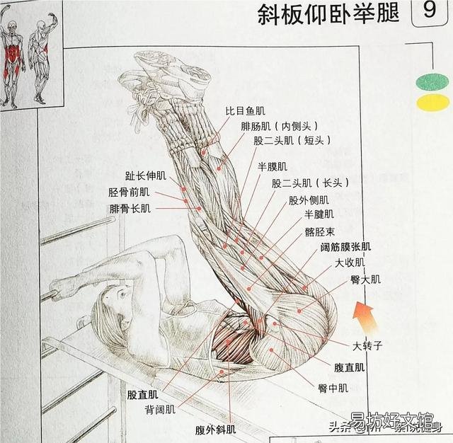 女生怎么样练马甲线或者腹肌?