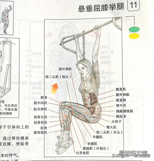 女生怎么样练马甲线或者腹肌?