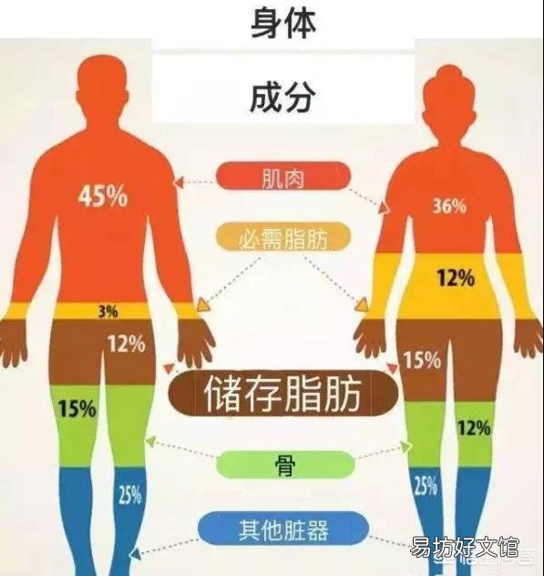 女性体脂率多高才算合格?