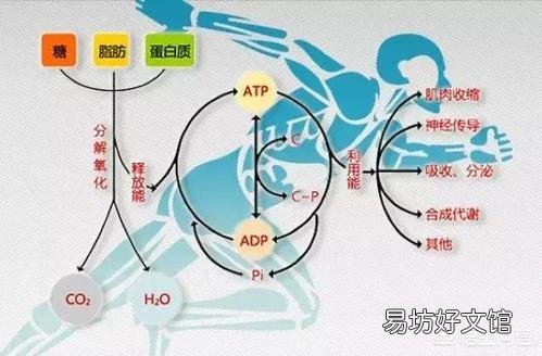 有氧和力量应该先练哪个？
