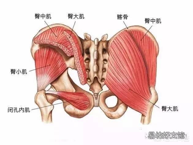 如何区分股四和臀大肌训练？如何确定脚尖方向？