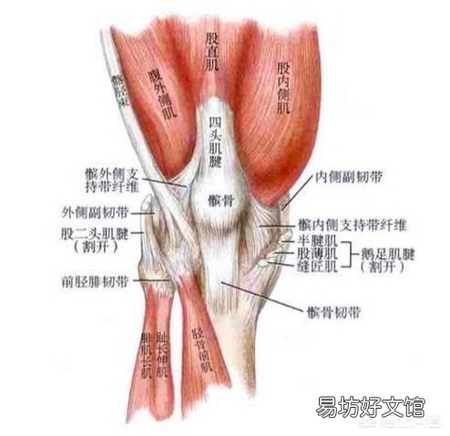 如何区分股四和臀大肌训练？如何确定脚尖方向？