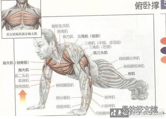 如何练习肱二头肌和臂力?俯卧撑可以吗?