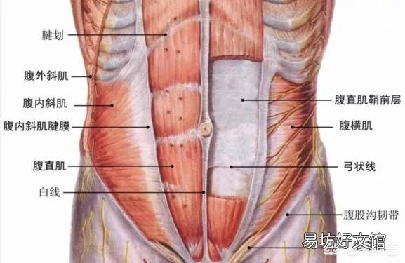 单纯的做平面支撑可以练出腹肌么?