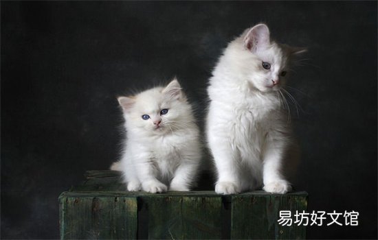 怎么确定猫是不是怀孕了(怎么能知道猫有没有怀孕)