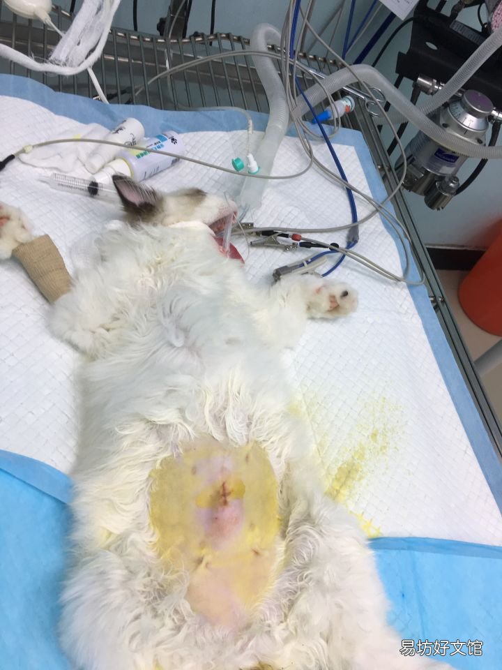 母猫怎么做绝育手术(母猫绝育手术图解)