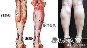 想锻炼腿部肌肉,一周练几天合适?