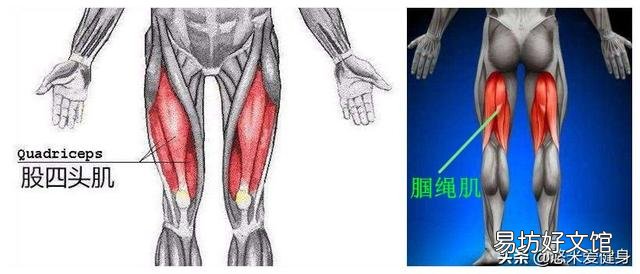 想锻炼腿部肌肉,一周练几天合适?