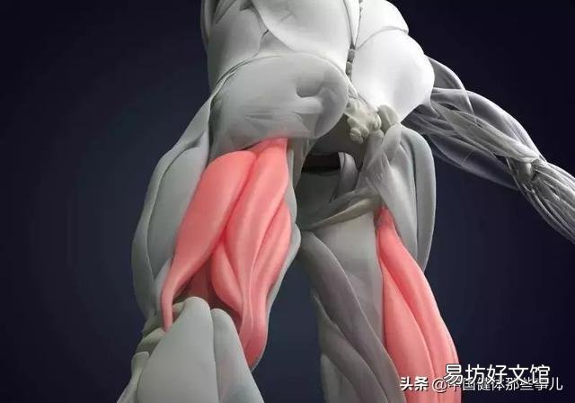 如何系统地健身,练肌肉?