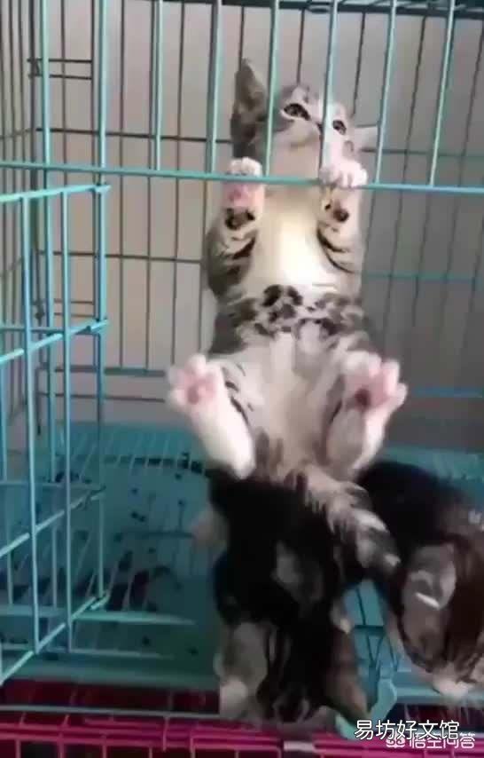 正手和反手引体向上锻炼效果有区别吗？