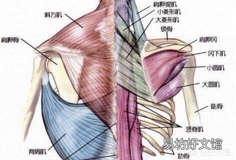 正手和反手引体向上锻炼效果有区别吗？