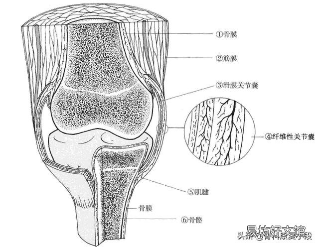 怎样锻炼膝盖增加骨液?
