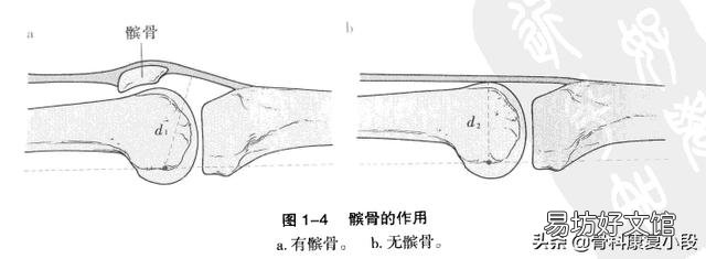 怎样锻炼膝盖增加骨液?