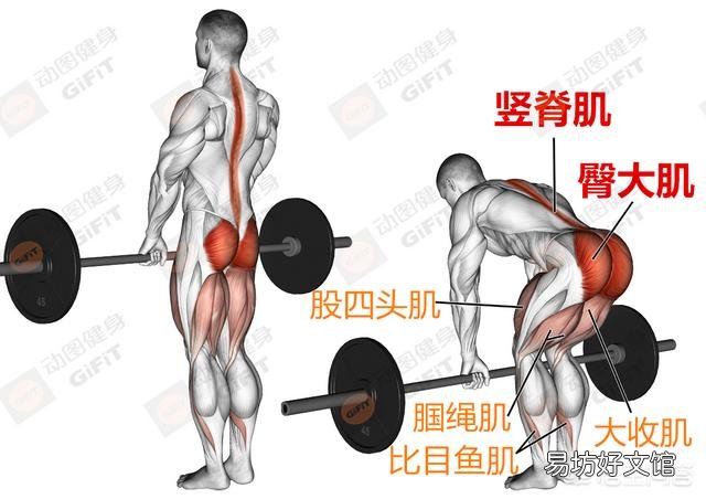 硬拉是练什么部位的?