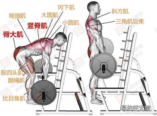 硬拉是练什么部位的?