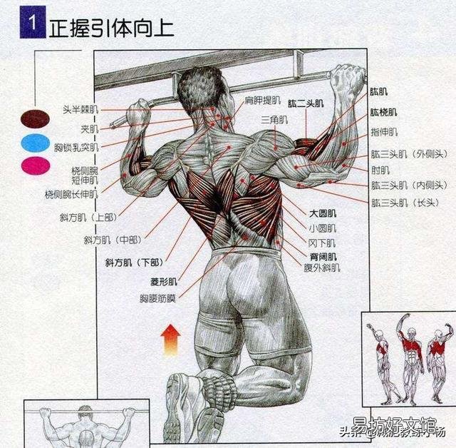 引体向上适合天天练吗?