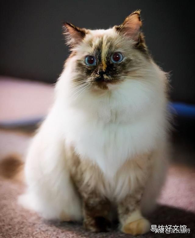 山猫纹布偶(山猫纹是什么意思)