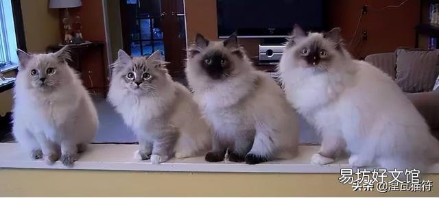 山猫纹布偶(山猫纹是什么意思)