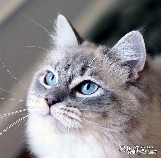 山猫纹布偶(山猫纹是什么意思)