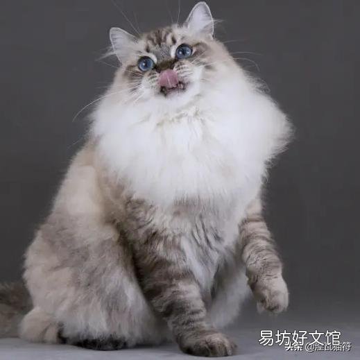 山猫纹布偶(山猫纹是什么意思)