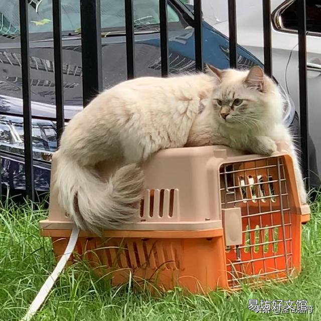 山猫纹布偶(山猫纹是什么意思)