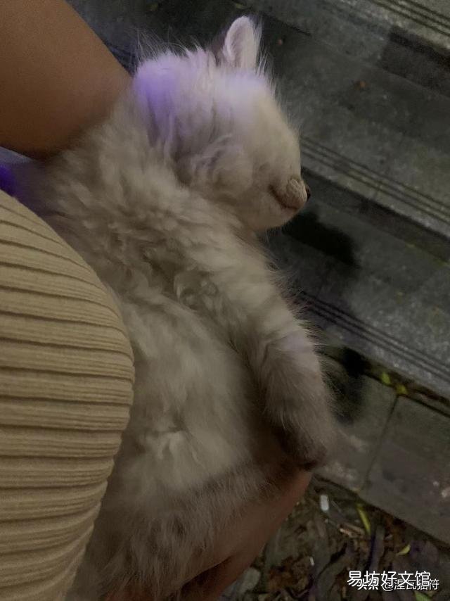 山猫纹布偶(山猫纹是什么意思)