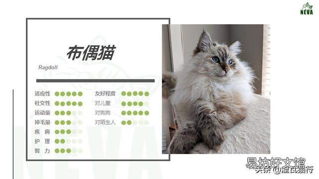 山猫纹布偶(山猫纹是什么意思)