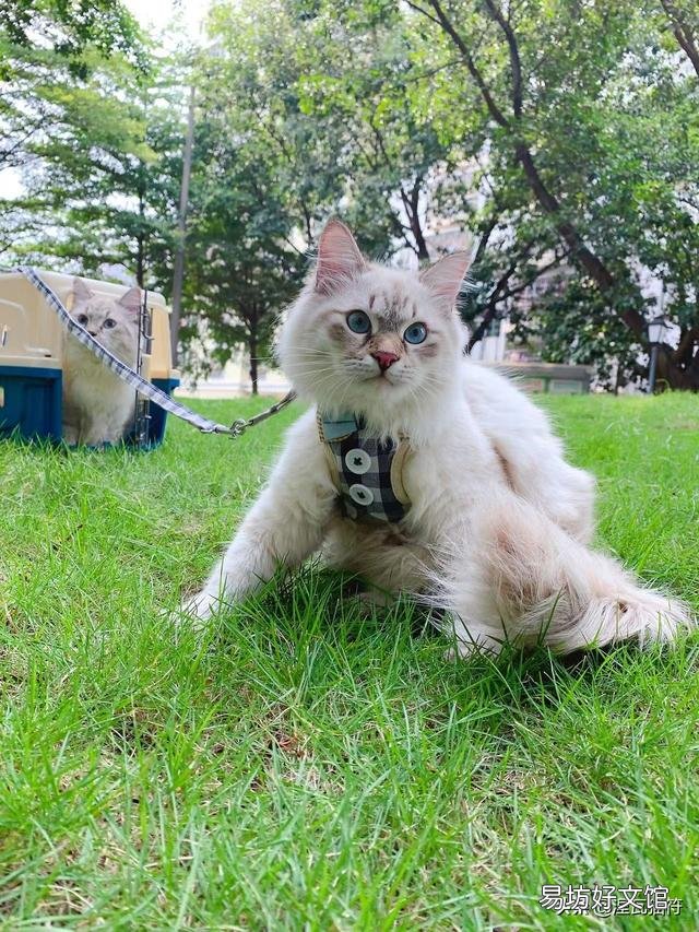 山猫纹布偶(山猫纹是什么意思)