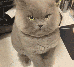山猫纹布偶(山猫纹是什么意思)