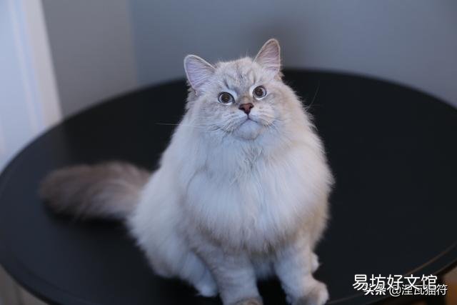 山猫纹布偶(山猫纹是什么意思)
