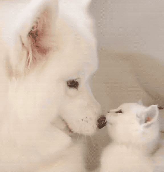 山猫纹布偶(山猫纹是什么意思)