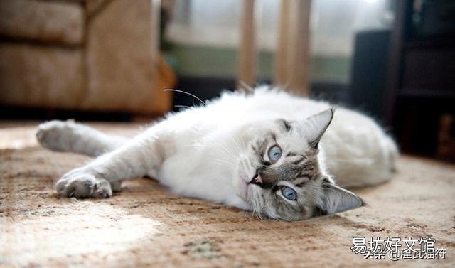 山猫纹布偶(山猫纹是什么意思)