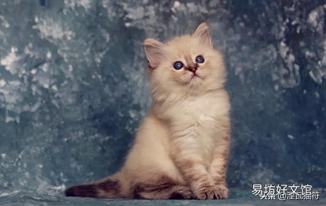山猫纹布偶(山猫纹是什么意思)