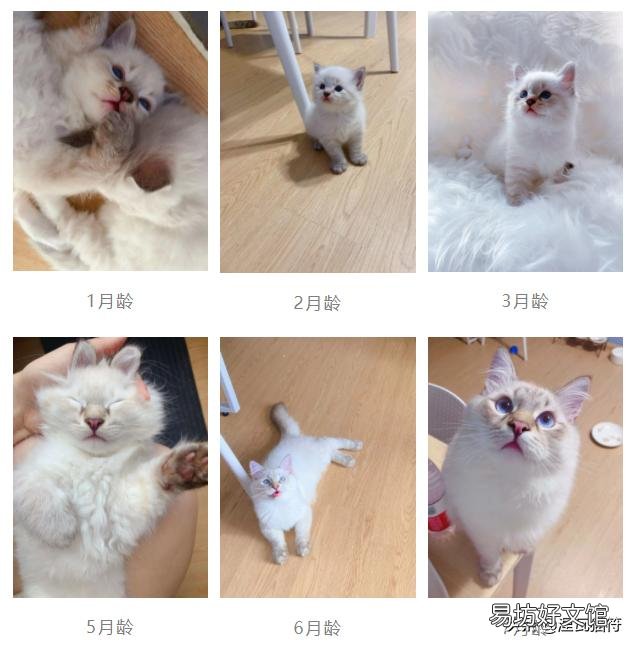 山猫纹布偶(山猫纹是什么意思)