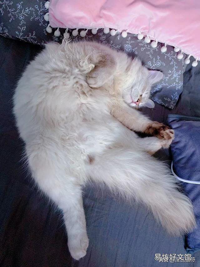 山猫纹布偶(山猫纹是什么意思)