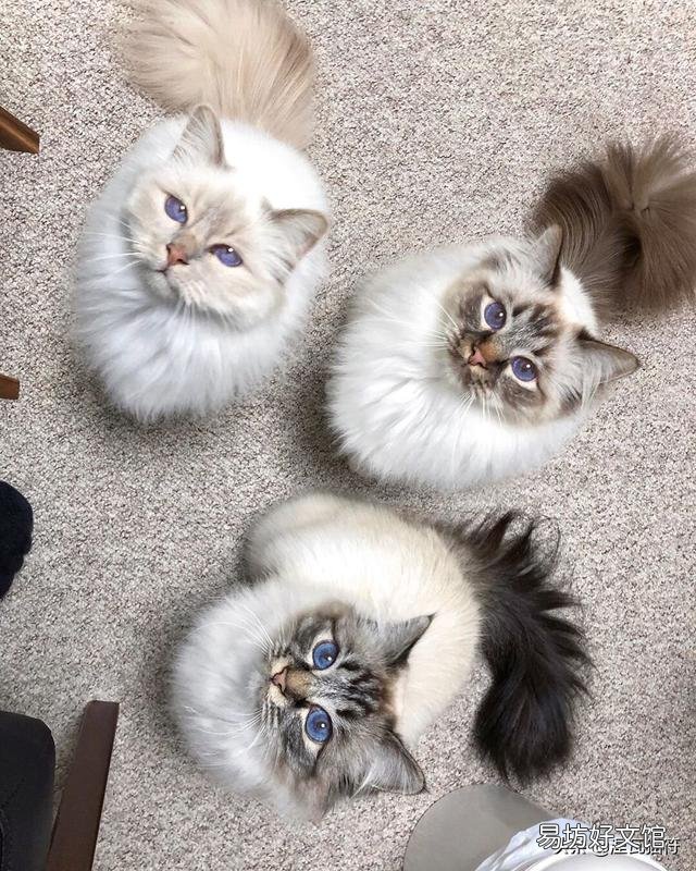 山猫纹布偶(山猫纹是什么意思)