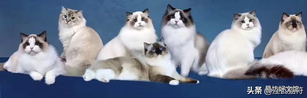 山猫纹布偶(山猫纹是什么意思)