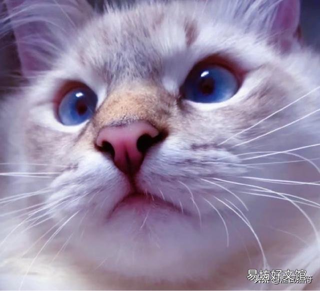 山猫纹布偶(山猫纹是什么意思)