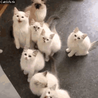 山猫纹布偶(山猫纹是什么意思)