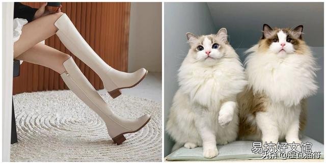 山猫纹布偶(山猫纹是什么意思)