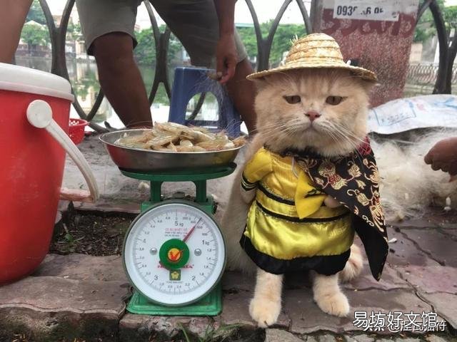 山猫纹布偶(山猫纹是什么意思)