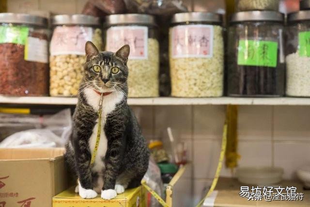 山猫纹布偶(山猫纹是什么意思)