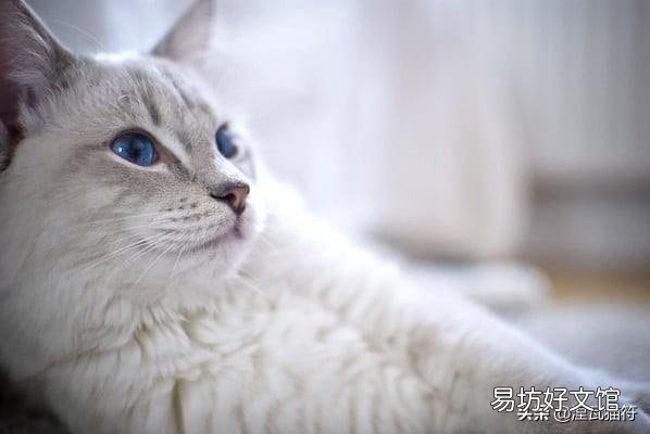 山猫纹布偶(山猫纹是什么意思)