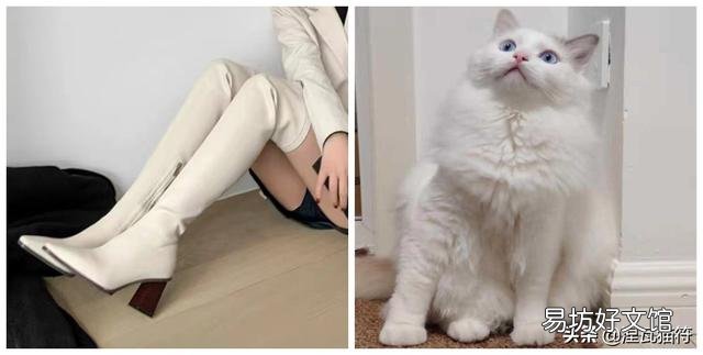 山猫纹布偶(山猫纹是什么意思)