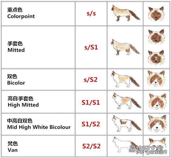 山猫纹布偶(山猫纹是什么意思)