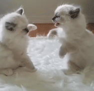 山猫纹布偶(山猫纹是什么意思)