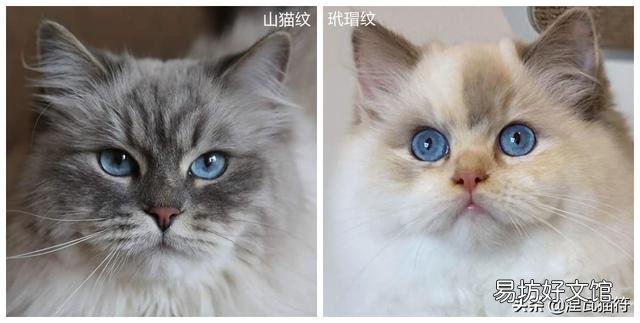 山猫纹布偶(山猫纹是什么意思)