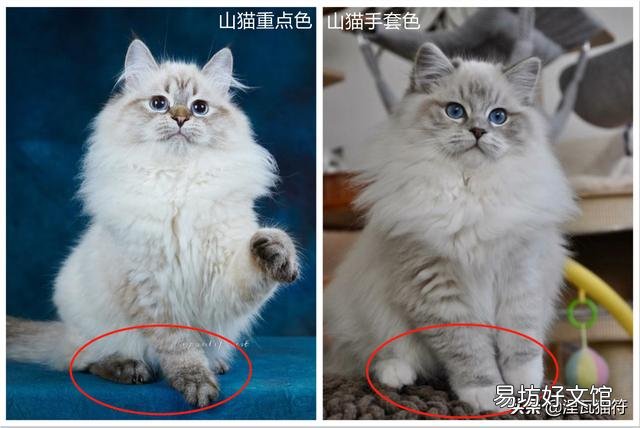 山猫纹布偶(山猫纹是什么意思)